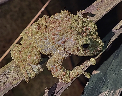 Specimen Macro Photograph